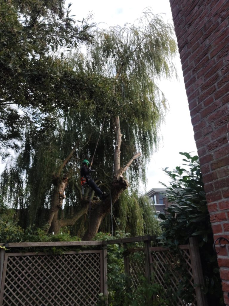 Knotwilg in Rijswijk wordt klimmend met touwwerk geknot