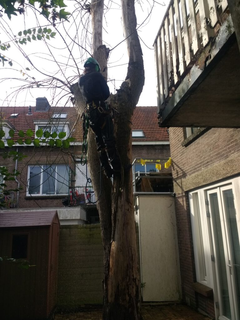 Boomverzorger kapt klimmend een iep in een kleine achtertuin tussen woningen in Delft